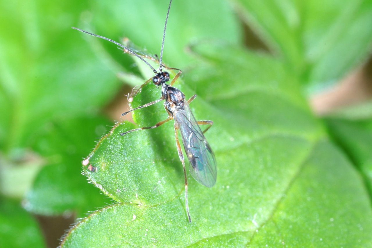 Aleiodes sp - Emergence d'un mâle