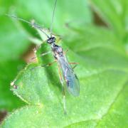 Aleiodes sp - Emergence d'un mâle