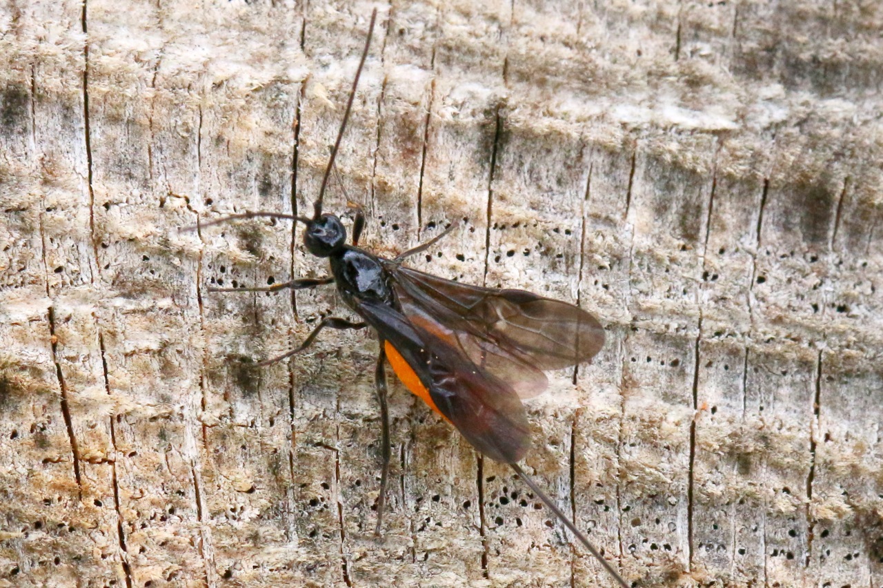Atanycolus sp (femelle)