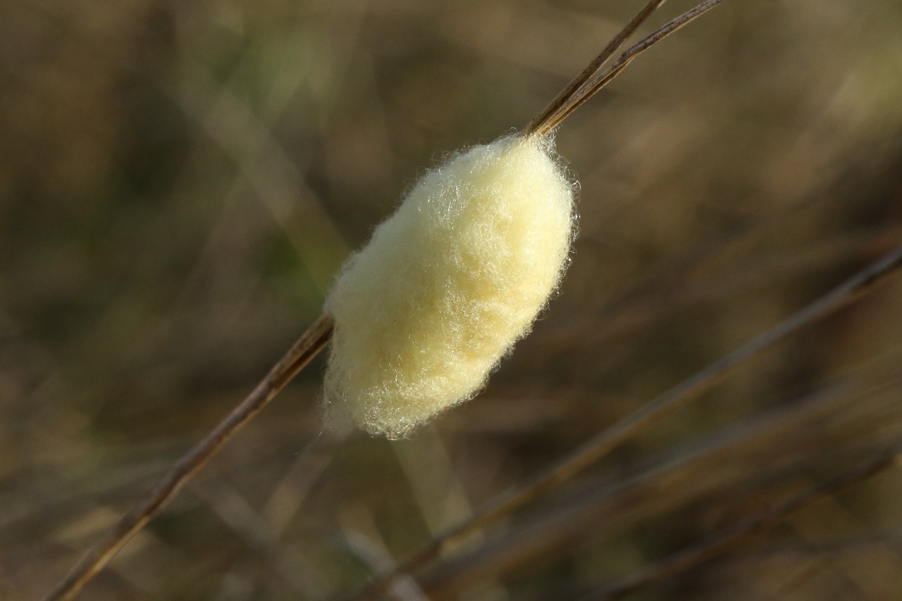 Microgastrinae indéterminé - Cocon