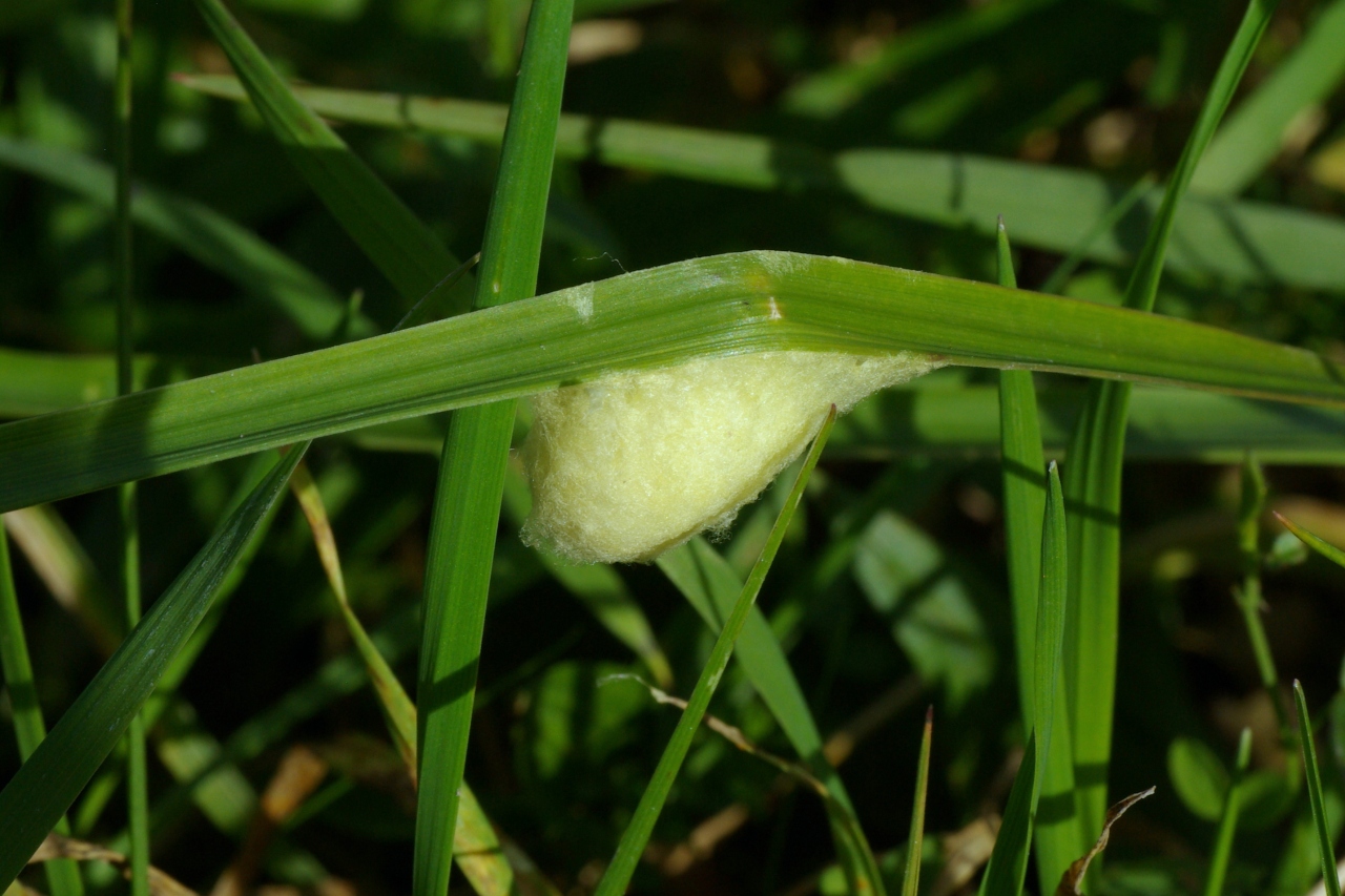 Microgastrinae indéterminé - Cocon