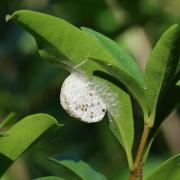 Diolcogaster sp (cocon)