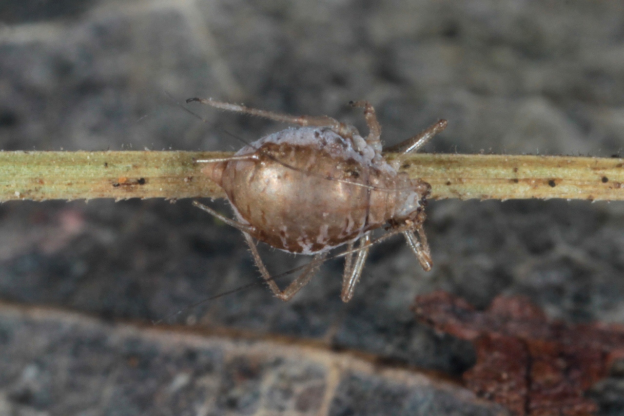 Larve indéterminée - Endoparasite d'un puceron