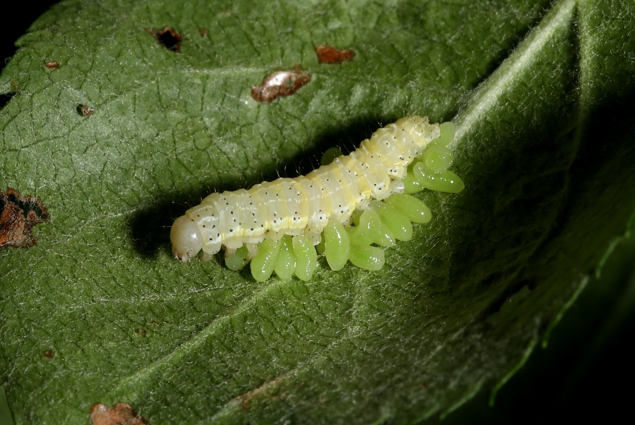 Larves indéterminées sur chenille de Cosmia trapezina