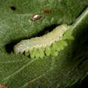 Larves indéterminées sur chenille de Cosmia trapezina