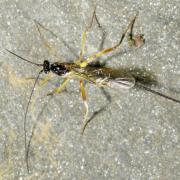 Macrocentrus sp (femelle) 