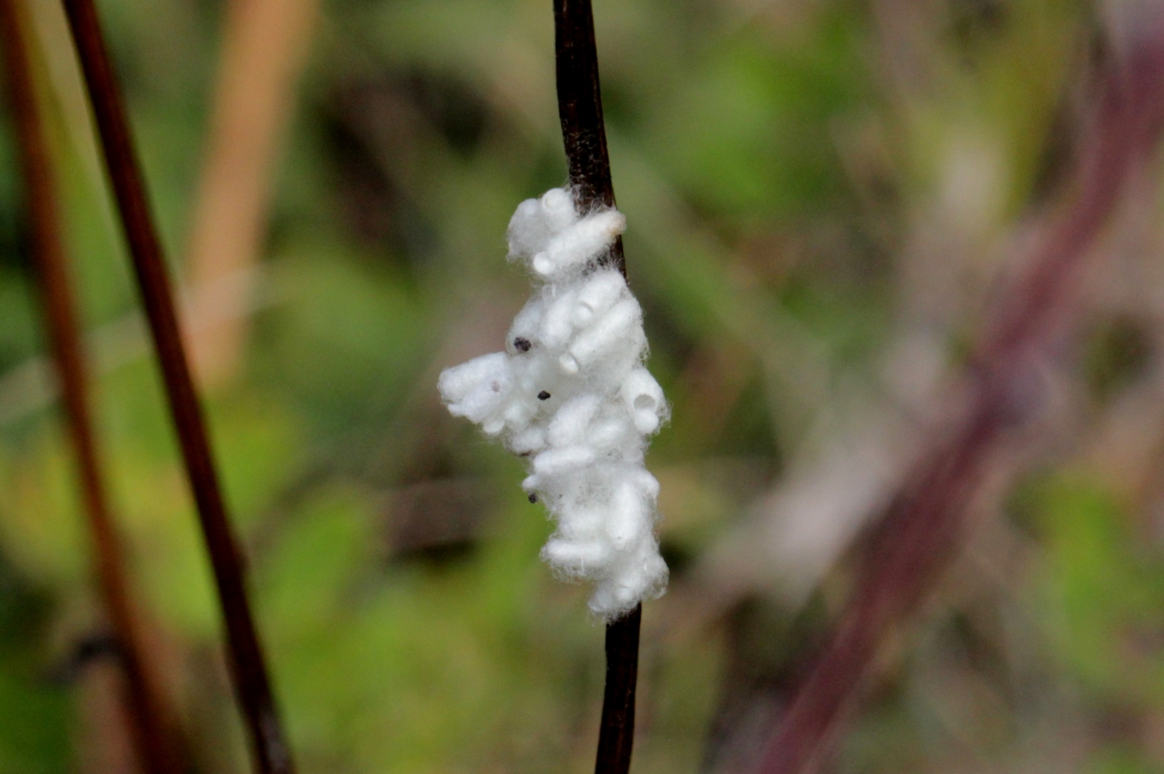 Microgastrinae indéterminé (cocon)