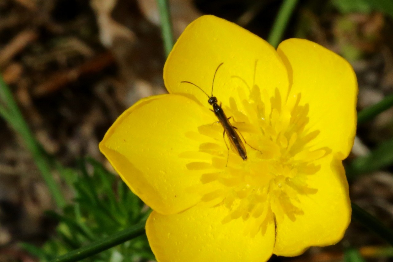 Calameuta sp 