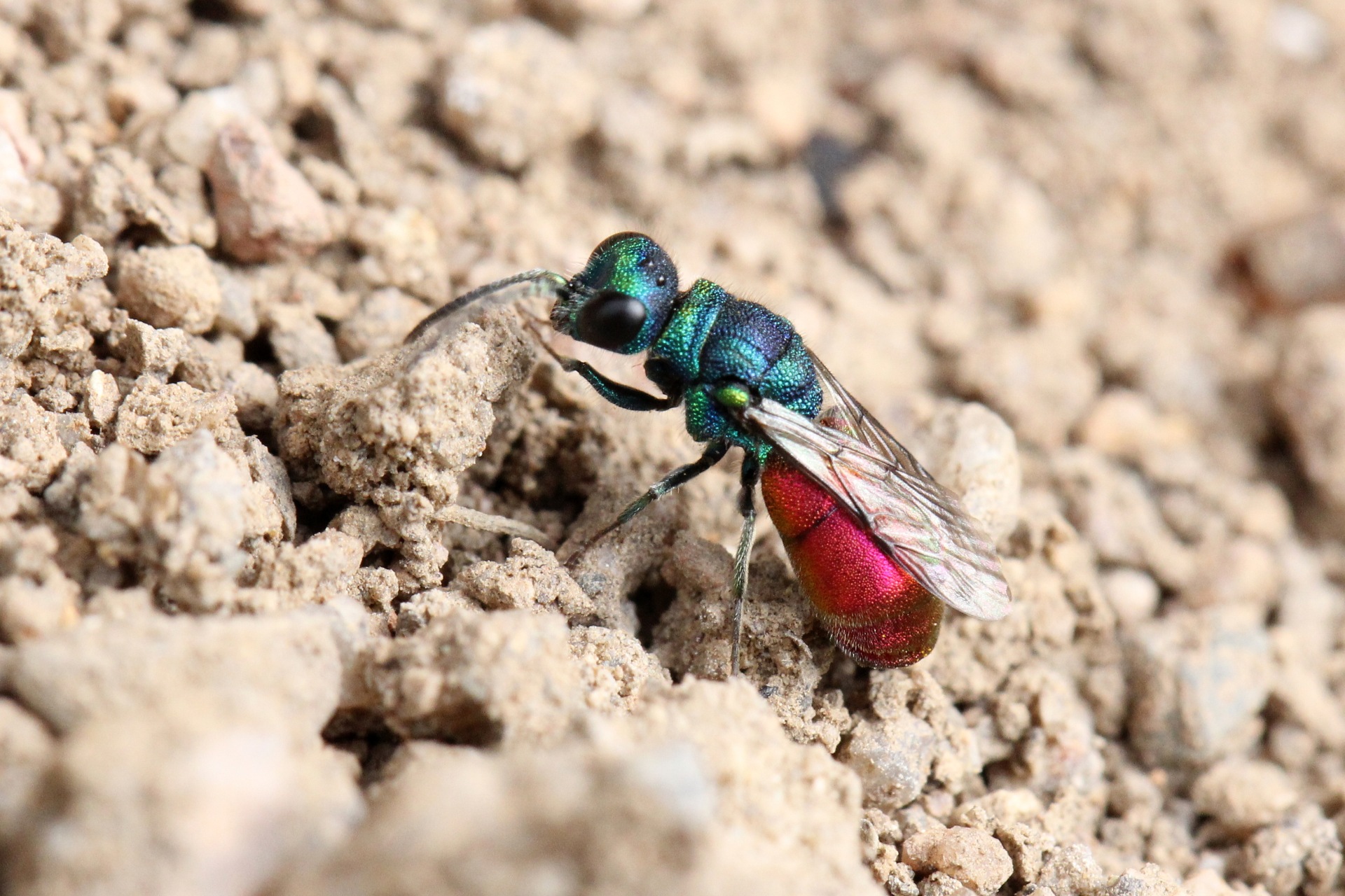 Chrysis cf ignita - Guêpe coucou, Guêpe dorée