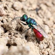 Chrysis cf ignita - Guêpe coucou, Guêpe dorée