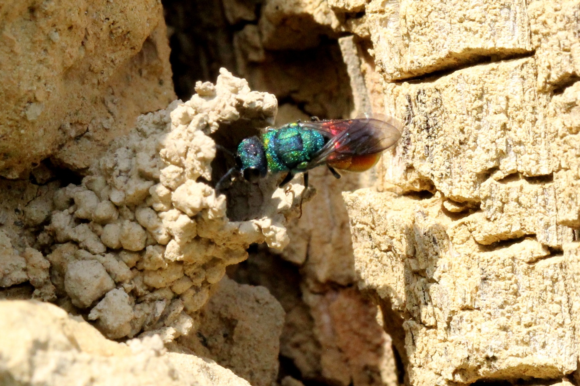 Chrysis cf ignita - Guêpe coucou, Guêpe dorée