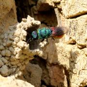 Chrysis cf ignita - Guêpe coucou, Guêpe dorée