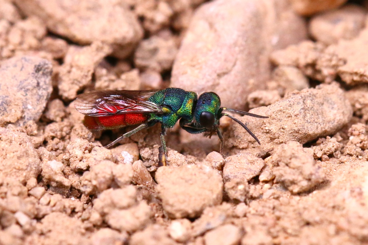 Chrysis cf ignita - Guêpe coucou, Guêpe dorée