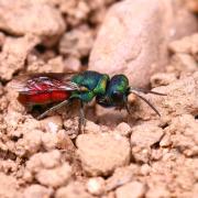 Chrysis cf ignita - Guêpe coucou, Guêpe dorée