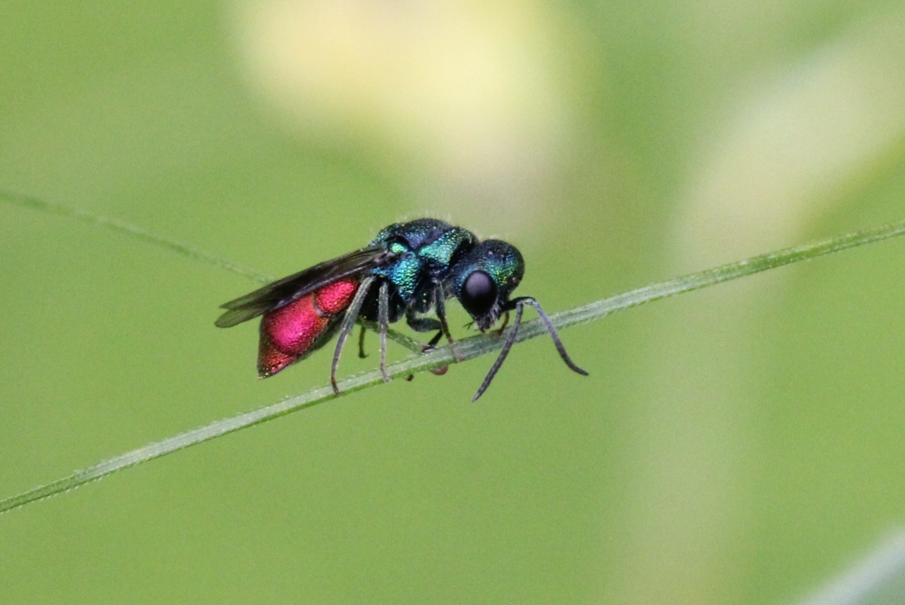 Pseudospinolia neglecta (Shuckard,1836) - Guêpe-coucou 