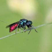 Pseudospinolia neglecta (Shuckard,1836) - Guêpe-coucou 