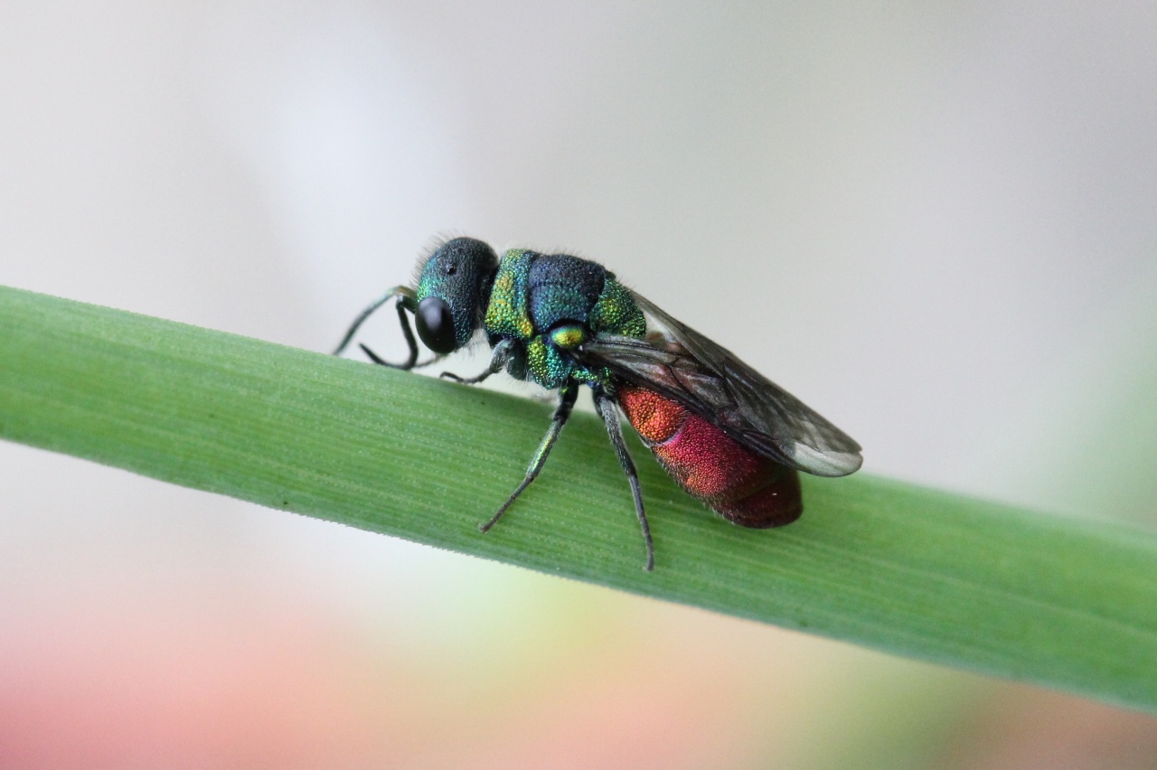 Pseudospinolia neglecta (Shuckard,1836) - Guêpe-coucou