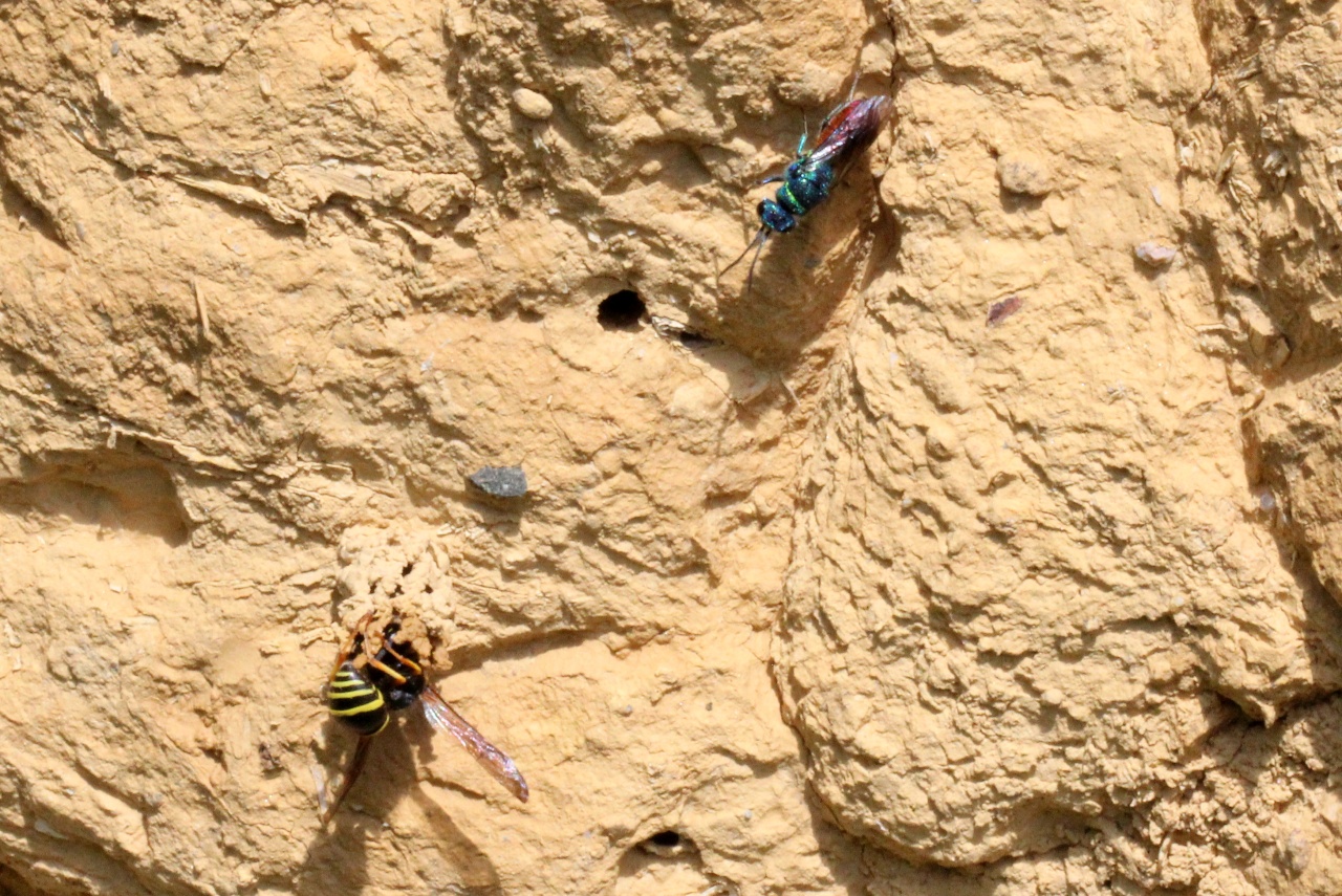 Chrysis cf ignita - Guêpe coucou, Guêpe dorée