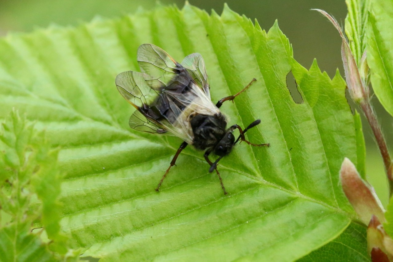 Abia fasciata (Linnaeus, 1758) - Abia fasciée