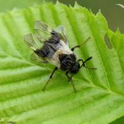 Abia fasciata (Linnaeus, 1758) - Abia fasciée