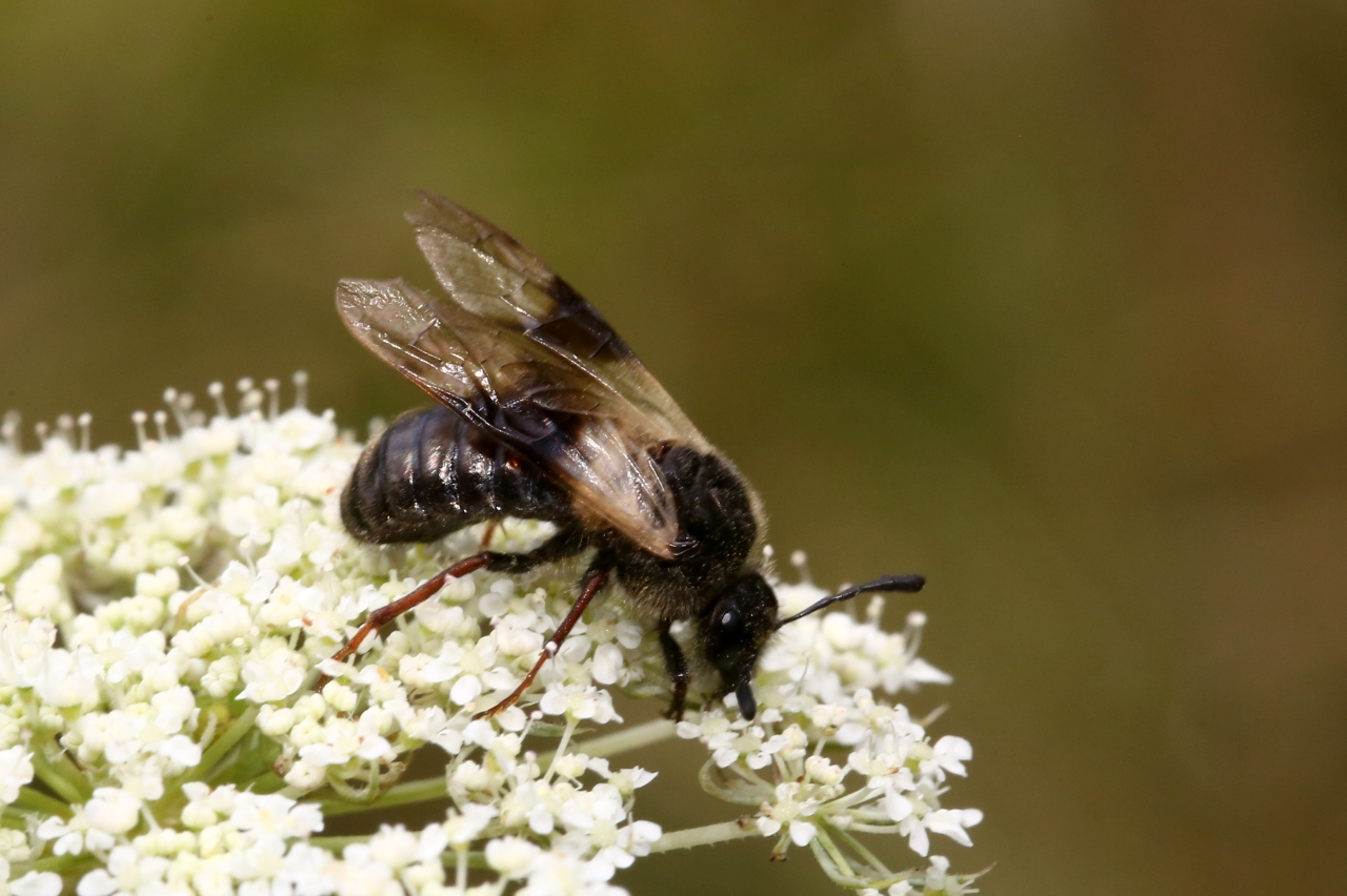 Abia fasciata (Linnaeus, 1758) - Abia fasciée