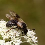 Abia fasciata (Linnaeus, 1758) - Abia fasciée