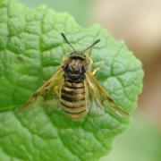 Abia lonicerae (Linnaeus, 1758)