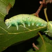 Cimbex connatus (Schrank, 1776) - Frelon à échancrure et ventre jaune (larve)