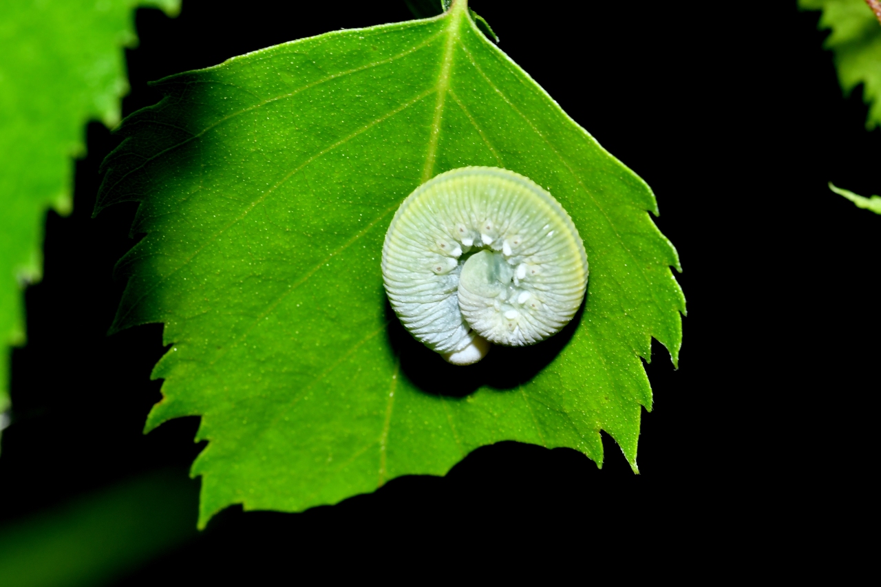 Cimbex femoratus (Linnaeus, 1758) - Frelon noir à échancrure, Cimbex du Bouleau (larve)