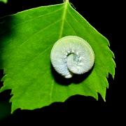 Cimbex femoratus (Linnaeus, 1758) - Frelon noir à échancrure, Cimbex du Bouleau (larve)