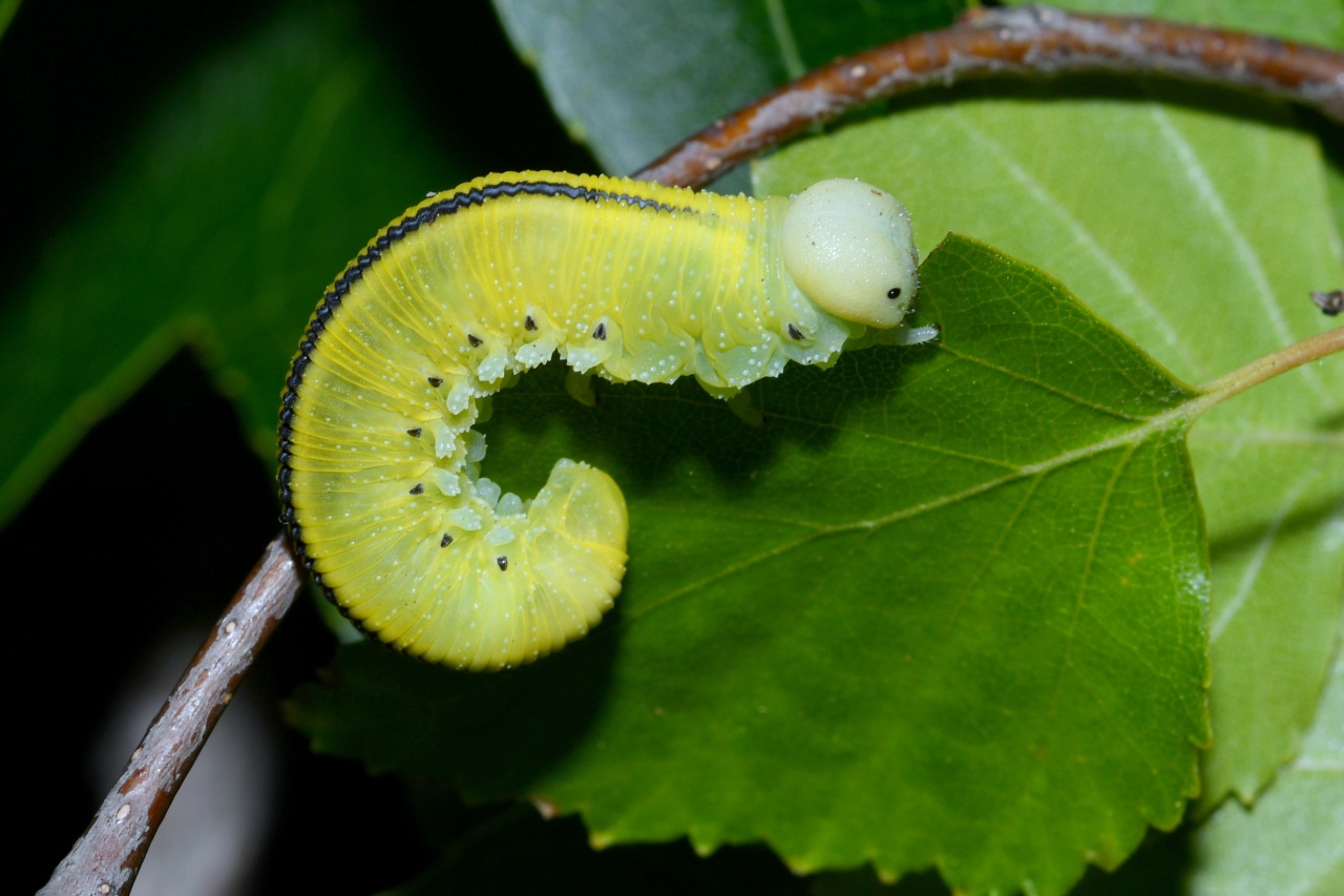 Cimbex femoratus (Linnaeus, 1758) - Frelon noir à échancrure, Cimbex du Bouleau (larve)