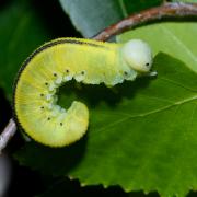 Cimbex femoratus (Linnaeus, 1758) - Frelon noir à échancrure, Cimbex du Bouleau (larve)