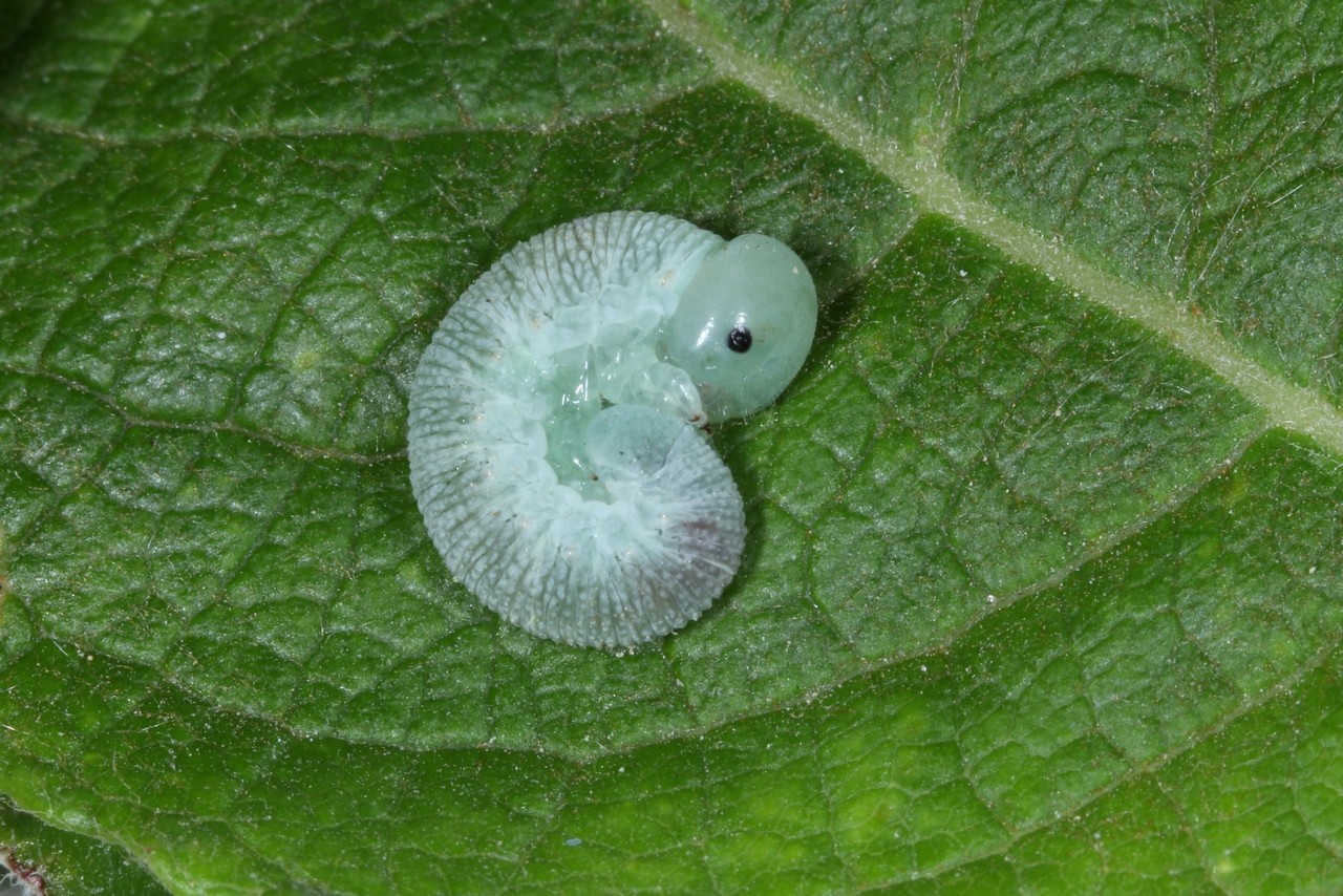 Trichiosoma sp (larve)