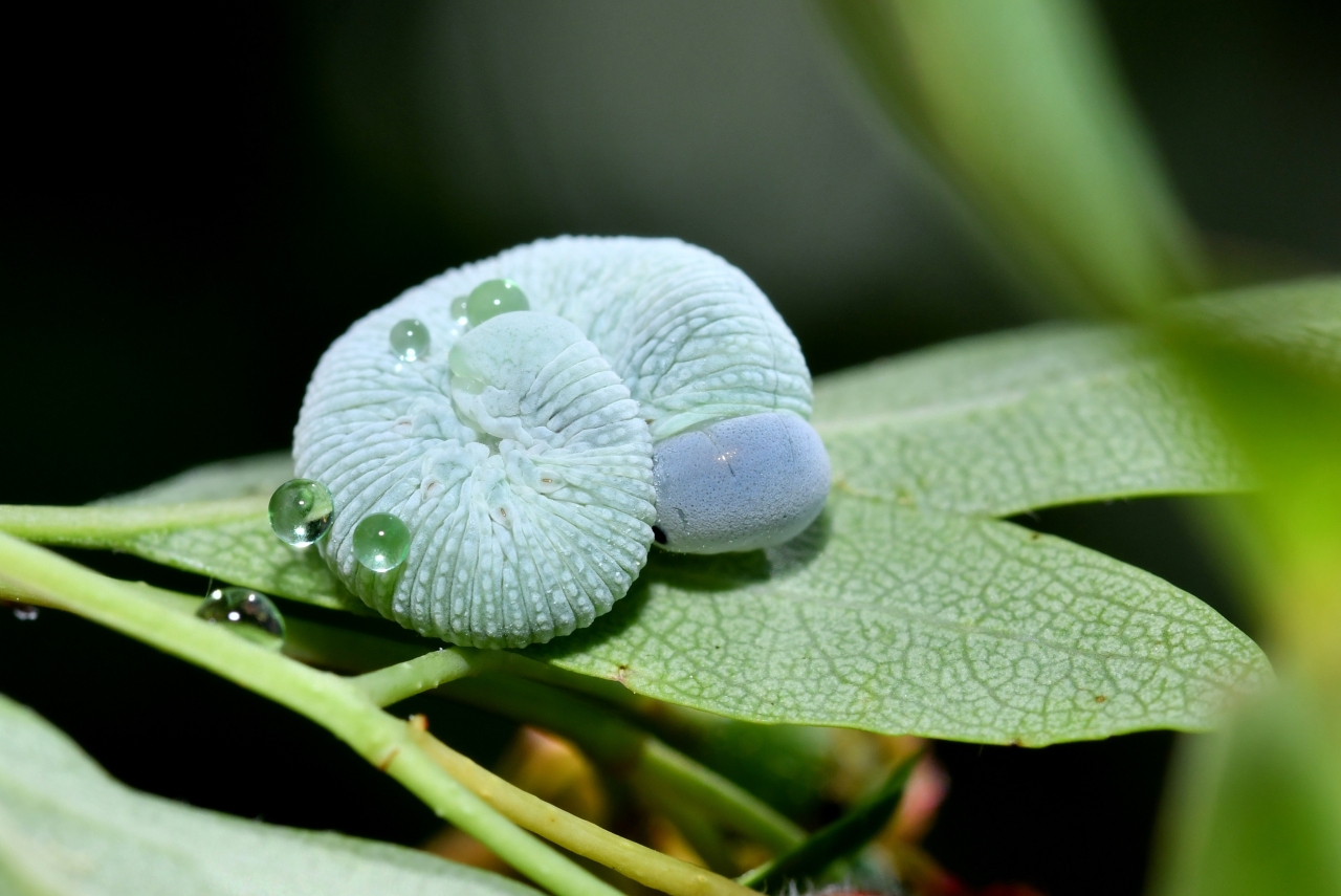 Trichiosoma sp (larve)