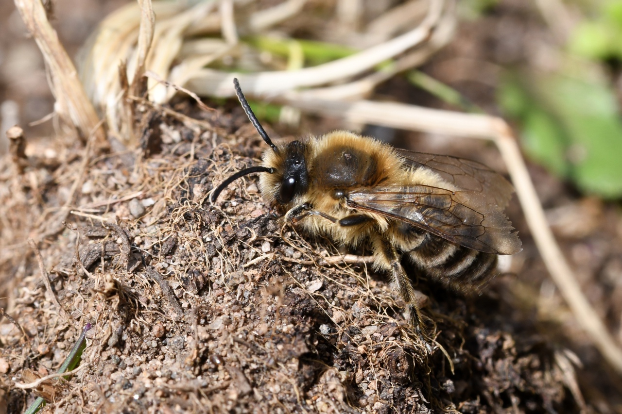 Colletes cunicularius (Linnaeus, 1760) - Collète des Saules, Collète des sablières