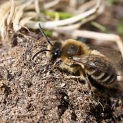 Colletes cunicularius (Linnaeus, 1760) - Collète des Saules, Collète des sablières