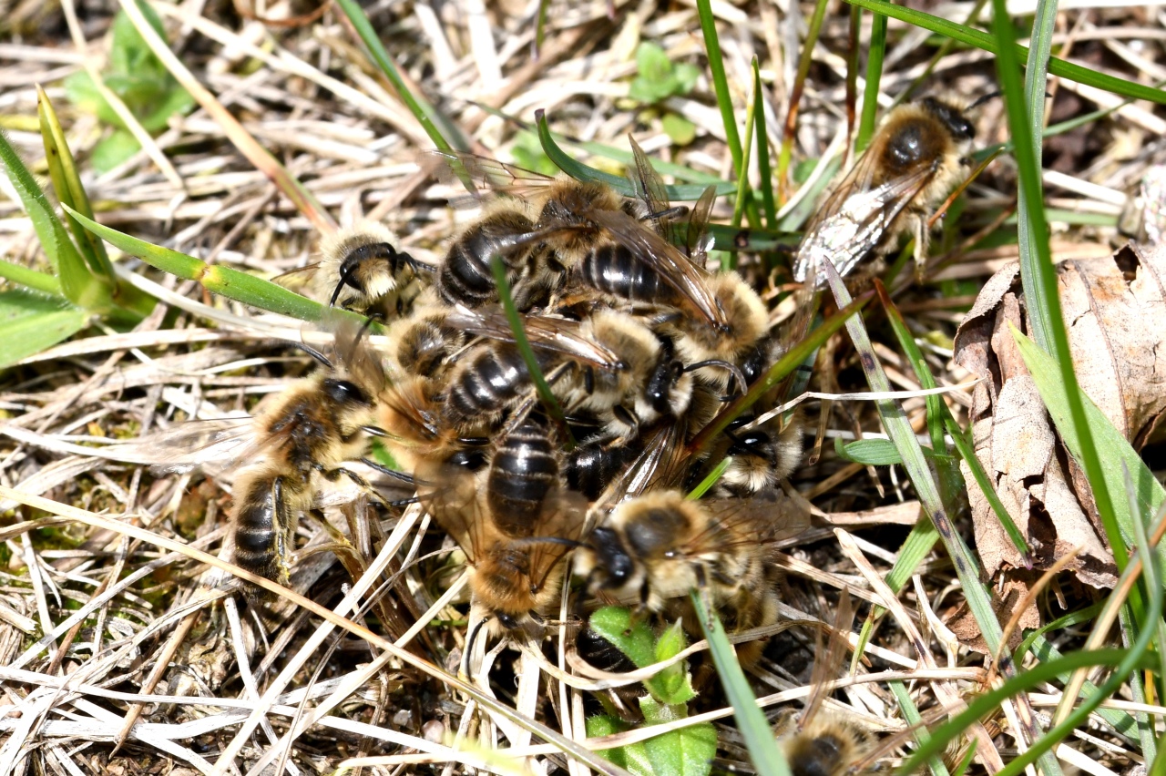 Colletes cunicularius - Collète des Saules, Collète des sablières (essaim copulatoire)