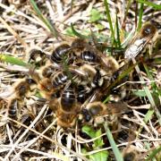 Colletes cunicularius - Collète des Saules, Collète des sablières (essaim copulatoire)