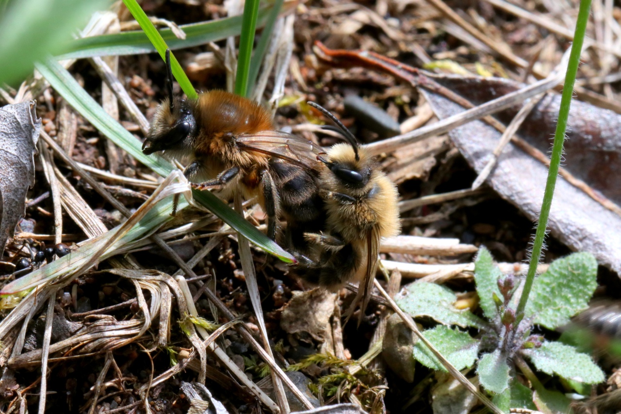 Colletes cunicularius (Linnaeus, 1760) - Collète des Saules, des sablières (accouplement)