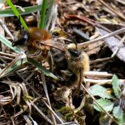 Colletes cunicularius (Linnaeus, 1760) - Collète des Saules, des sablières (accouplement)