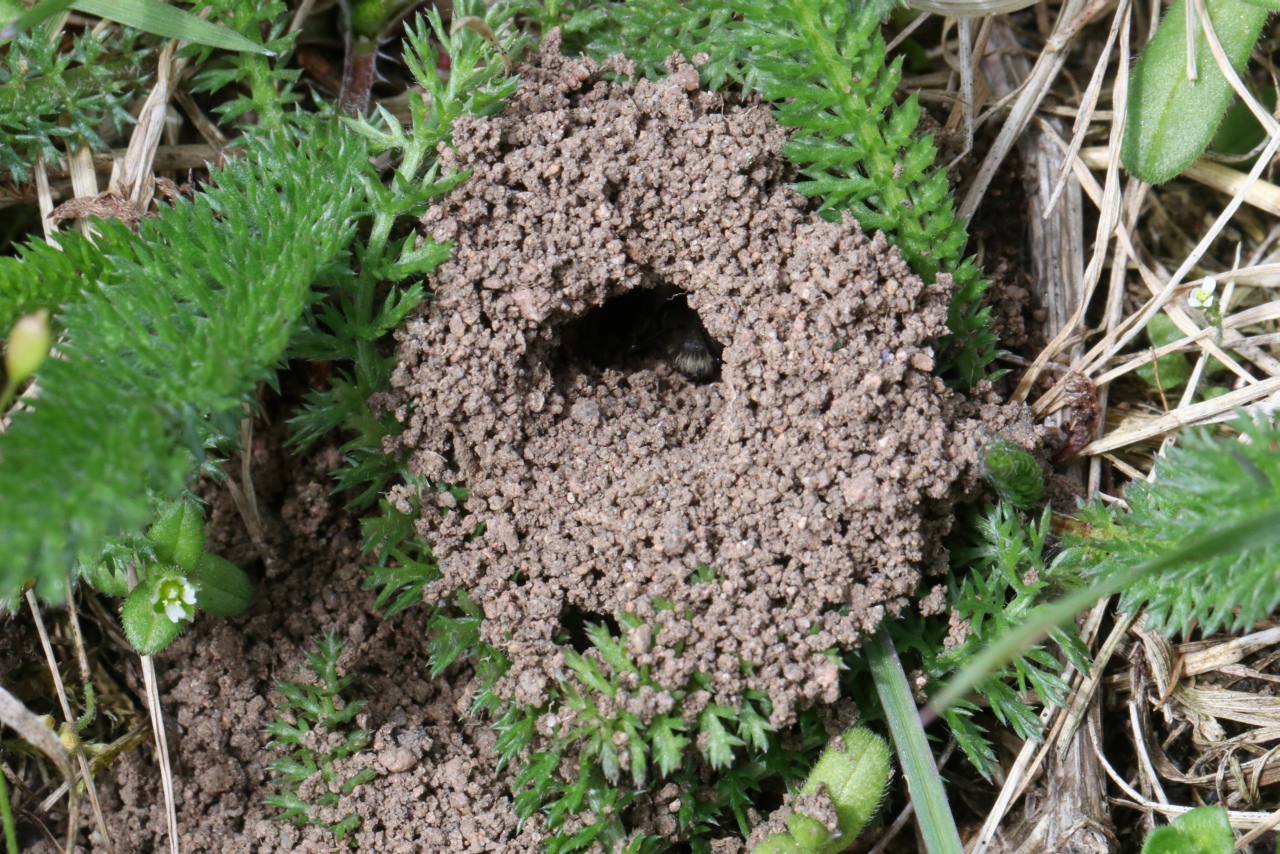 Colletes cunicularius (Linnaeus, 1760) - Collète des Saules, des sablières (terrier)