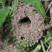 Colletes cunicularius (Linnaeus, 1760) - Collète des Saules, des sablières (terrier)