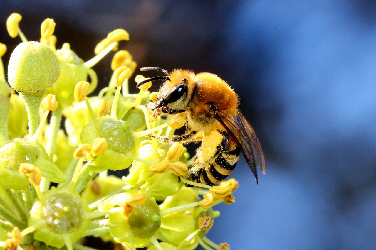 Colletes hederae Schmidt & Westrich, 1993 - Collète du Lierre (femelle)