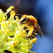 Colletes hederae Schmidt & Westrich, 1993 - Collète du Lierre (femelle)