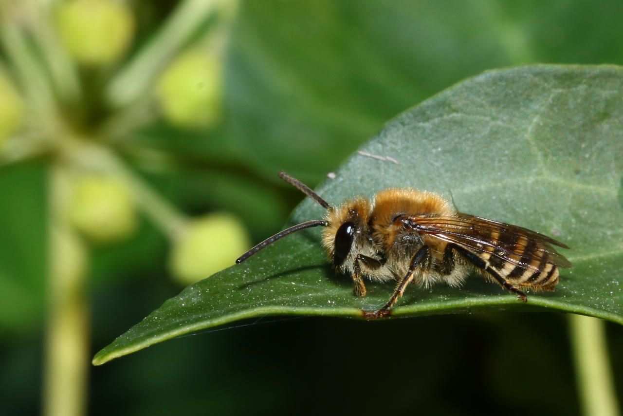 Colletes hederae Schmidt & Westrich, 1993 - Collète du Lierre (mâle) 