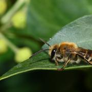 Colletes hederae Schmidt & Westrich, 1993 - Collète du Lierre (mâle) 