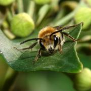 Colletes hederae Schmidt & Westrich, 1993 - Collète du Lierre (mâle)