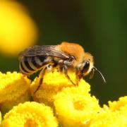 Colletes sp