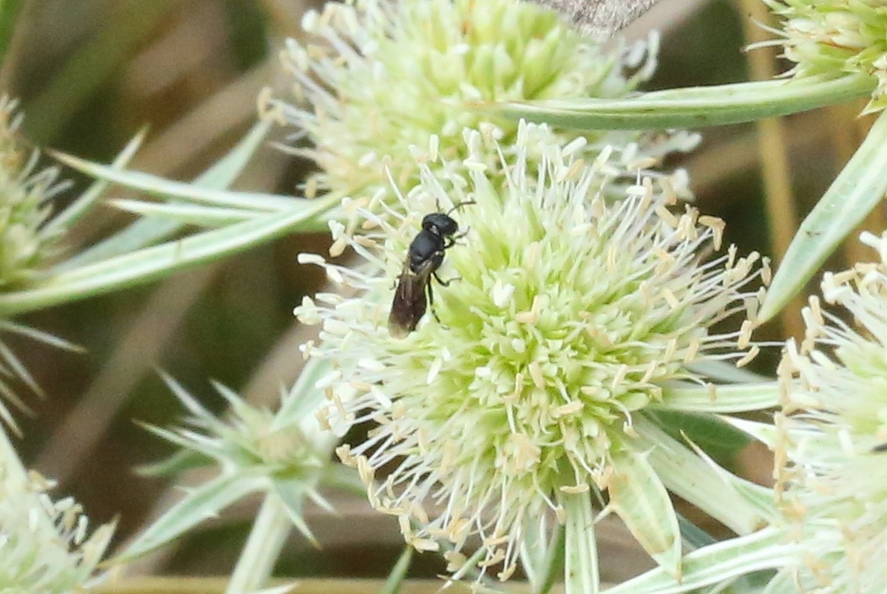 Hylaeus sp 