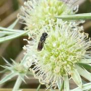 Hylaeus sp 